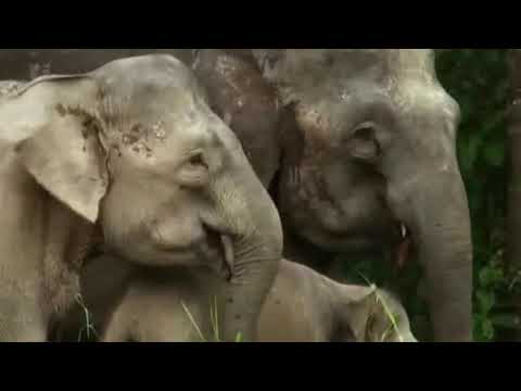 E03 05 Big Five Asien  Der Elefant