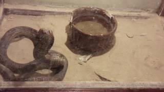 Snake behind glass/змея за стеклом