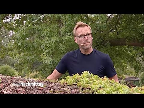 NDR Mein Nachmittag - Dachbegrünung, wie geht das?