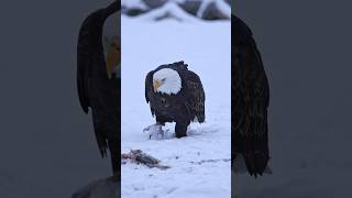The cowboy walk 🦅 bald eagle walking in a winter wonderland #baldeagle #wildlife #alaska #winter