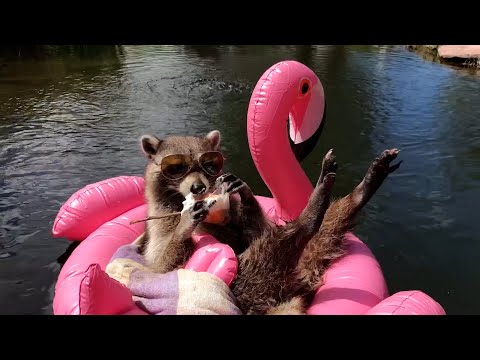 Try Not To Laugh: Raccoon Chaos!!!