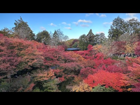 京都の紅葉2023 ライブ配信 東福寺