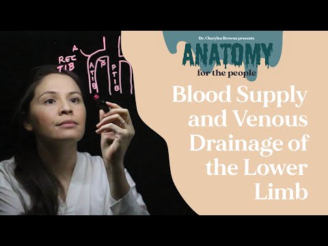 BLOOD SUPPLY AND VENOUS DRAINAGE OF THE LOWER LIMB