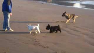preview picture of video 'Mike throwing dogs ball on Bandon beach 2008'