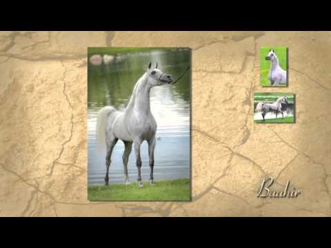 LonguiniHT :::Baahir El Marwan