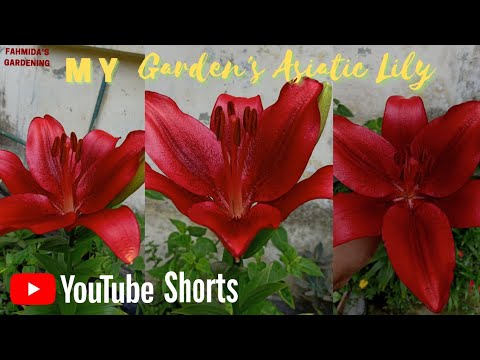 My 3rd Asiatic Lily/Lilium||Fahmida's Gardening#Shorts