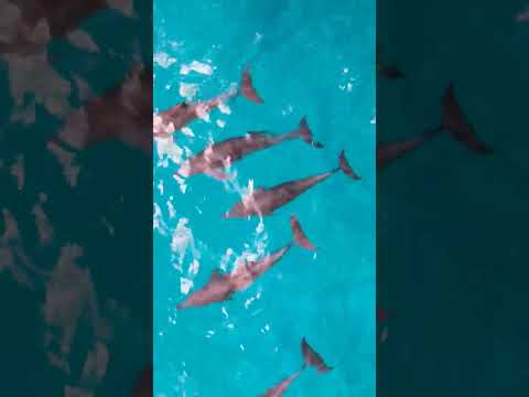 Zanzibar Dolphin 🐬 Love ❤️❤️❤️........