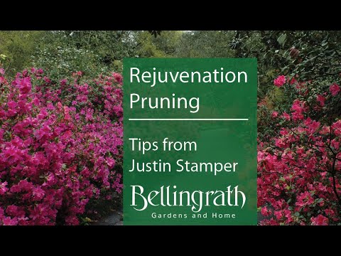 Rejuvenation Pruning