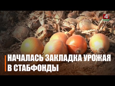 В стабфонды началась закладка урожая фруктов и овощей видео