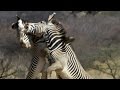 Epischer Kampf Eines Zebras Um Eine Partnerin Africa BBC Earth