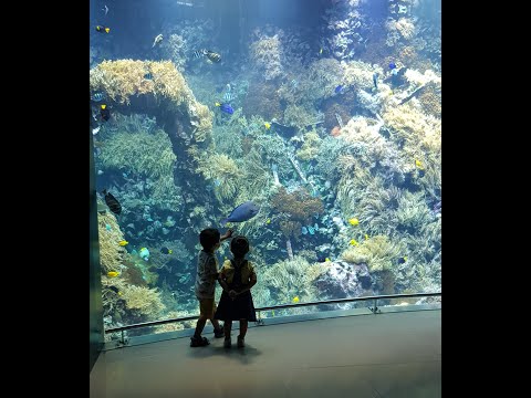 Aquarium  /    ZooAntwerpen