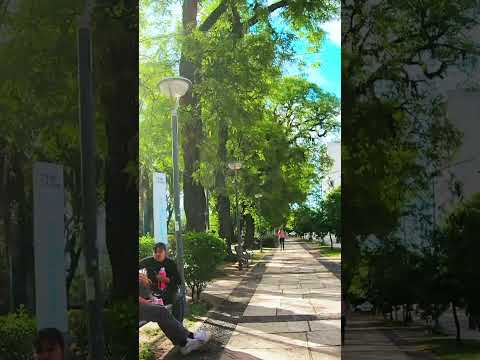 🌳 World’s Tallest Trees Hidden in Argentina! 🌎 | Plaza 9 de Julio, Resistencia