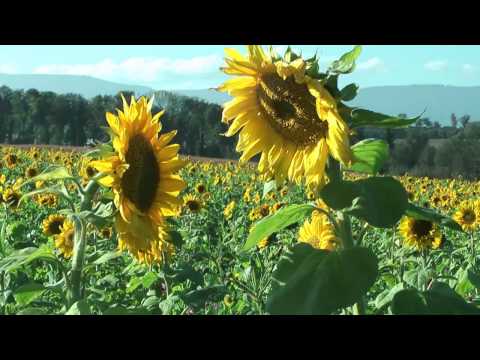 Naturale significa da vermi per bambini Che non mangiare se ci sono parassiti