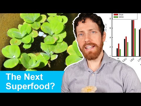 download lagu mp3 mp4 Water Lentils, download lagu Water Lentils gratis, unduh video klip Water Lentils