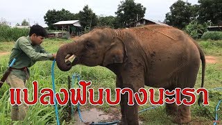 preview picture of video 'อาบนำ้ช้าง | พลายบัวบานกับควาญเสือ elephant take shower ep 83'