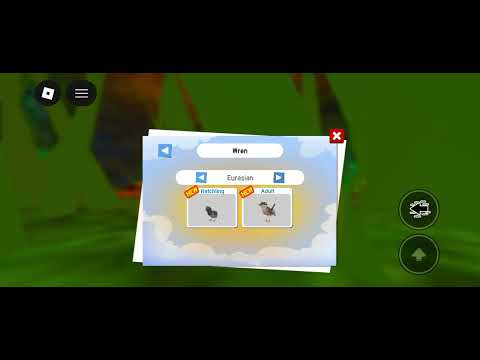 Checking out the new bird in FF (Eurasian and Fairy) 