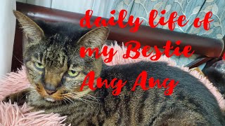 My  bestie and his daily life #cats #dailylife #cat care #happiness 
