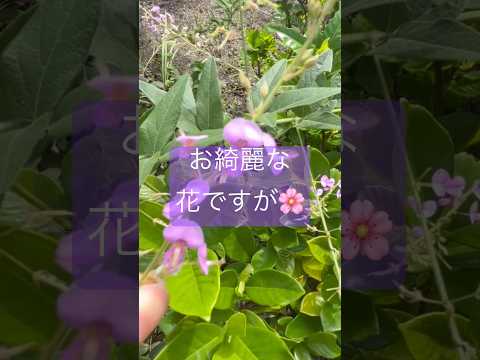 簡単に除草する方法は？雑草や不要な植物を取り除くための5つのヒント!  庭園