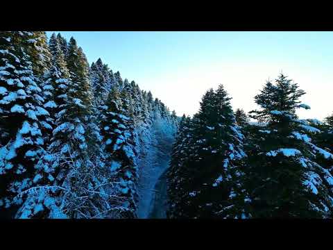 Winter Forest Dreams | Peaceful Nature in 4K