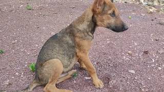 Some of my dog's activities #animals #dog #animaldog #dogapparel