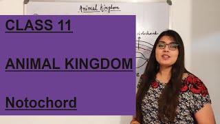 CLASS 11   ANIMAL KINGDOM - Notochord