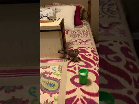 Kestrel Behavior at Maintenance Weight for Off-season Management