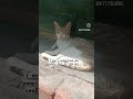 #cats are #always #ready for going to #bed and #sleep at #ucp | #funnycat #funny #funnyvideo #kitty