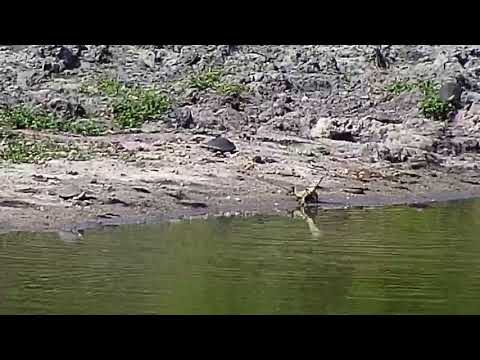 Djuma: Blacksmith Lapwing pair trying to get Water Monitor Lizard away from nest - 14:55 - 03/30/19