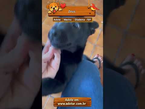 Vídeo de Zeus