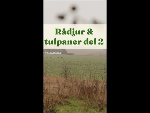 Rådjur och tulpaner del 2 - Trädgårdshacks med GardenR