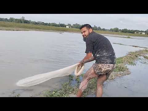 Unbelievable Cast Net Fishing-Most Popular Cast Net Fishing in Village Pond