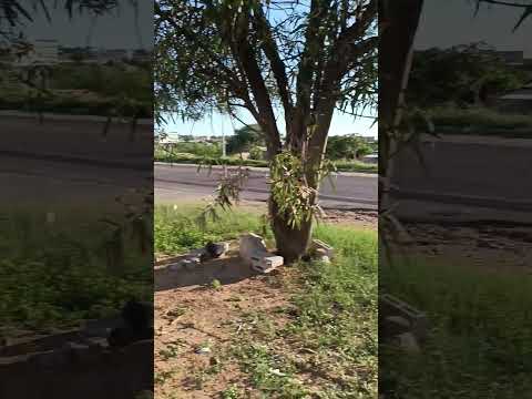 Petrolândia Pernambuco