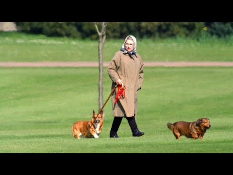 Thumbnail for ‘Corgi custody with caveats’: Queen Elizabeth’s ‘extraordinary’ pet demands revealed