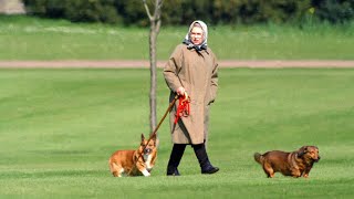 ‘Corgi custody with caveats’: Queen Elizabeth’s ‘extraordinary’ pet demands revealed