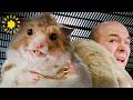 Giant Rat Ruins Formula Presentation Full Scene Nutty Professor II The Klumps