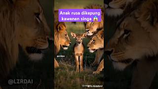 Download lagu Anak rusa dikepung singa #shorts #subscribe #shortsvideo #youtubeshorts #hewanlucu #wildlife #fyp mp3 Download lagu Anak rusa dikepung singa #shorts #subscribe #shortsvideo #youtubeshorts #hewanlucu #wildlife #fyp mp3