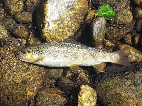 Trout fishing on a mountain stream in Slovakia