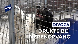 Drukte bij dierenopvang Divoza