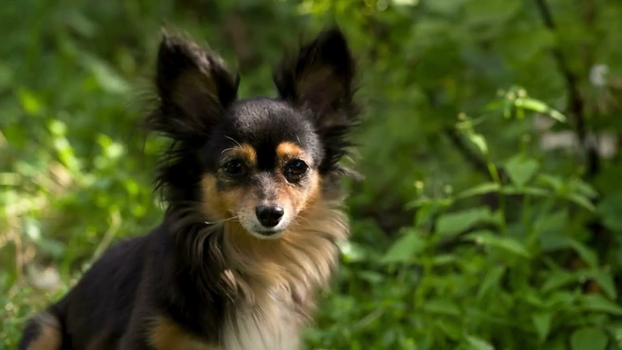 Collecting Pets Activities -Animal Worksheets -