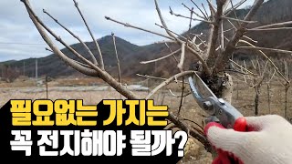 필요없는 가지는 꼭 전지해야 될까? | 나무대장
