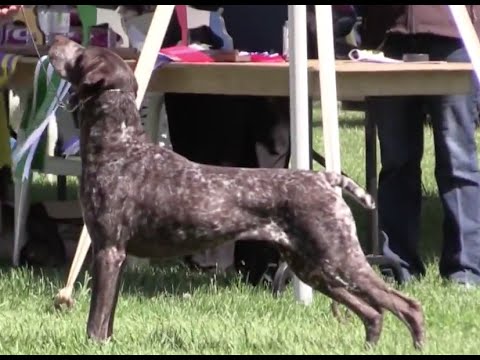 download lagu mp3 mp4 Weimaraner Club Of Canada, download lagu Weimaraner Club Of Canada gratis, unduh video klip Weimaraner Club Of Canada