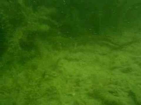 Aal, Nordstrand,Erfurt,Thüringen,Deutschland