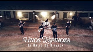 EL GALLO DE SINALOA Lyrics English Translation