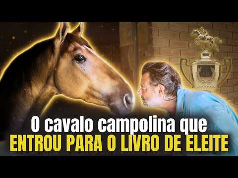 😱 Meet the Invader: the Campolina Horse that entered the Elite Book! 🐎✨