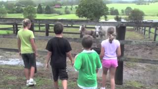 Saddle Up: Mare and Foal