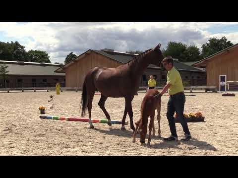 SF Livaldon   Desperados