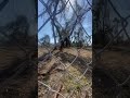 Updates from Sycamore Burial Ground at Bonner Hill Plantation