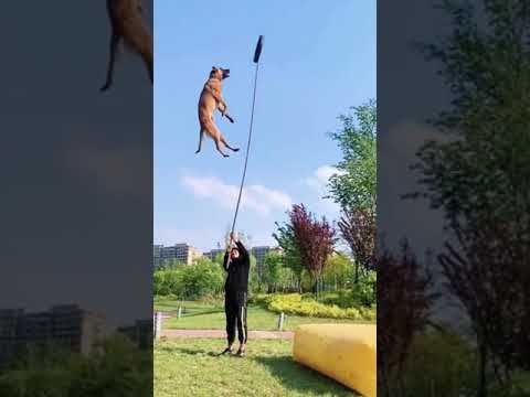 Pastor Belga | BIZARRO este SALTO | O melhor vídeo de salto e escalada  2021 #shorts