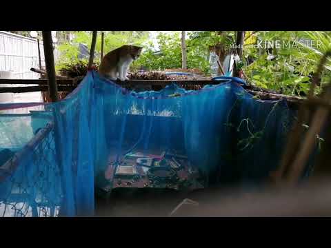 ถุงทอง​ แมวน้อยน่ารัก​ ทำภารกิจแอบส่องกบที่แม่เลี้ยงไว้ในกระชังบก​ I เจ้าแมวจอมซน @ Thanika chanel