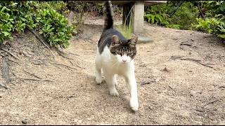 駆け足で側に来てくれる人懐っこくてかわいい猫ちゃん